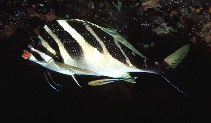 Image of Goniistius zebra (Redlip morwong)