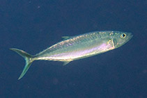 Image of Grammatorcynus bilineatus (Double-lined mackerel)