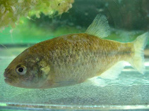 Image of Grundulus bogotensis 