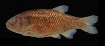 Image of Grundulus cochae 