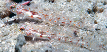 Image of Grallenia compta (Ornamented goby)