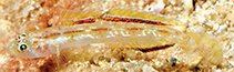 Image of Grallenia dimorpha 