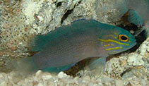 Image of Gramma linki (Yellowlined basslet)