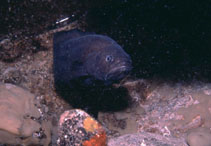 Image of Grammonus longhursti 