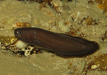 Image of Grammonus longhursti 