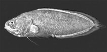 Image of Grammonus nagaredai 