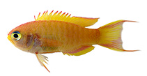 Image of Grammatonotus pelipel (Barred groppo)