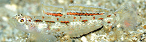 Image of Grallenia rubrilineata (Redstripe goby)