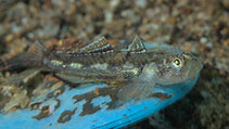 Image of Grallenia rubrilineata (Redstripe goby)