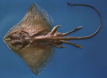 Image of Gurgesiella atlantica (Atlantic pygmy skate)