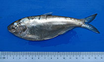 Image of Gudusia variegata (Burmese river shad)