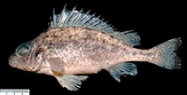 Image of Gymnocephalus ambriaelacus 