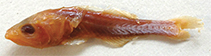 Image of Gymnapogon annona (Naked cardinalfish)