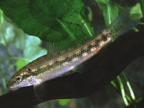 Image of Gyrinocheilus aymonieri (Siamese algae-eater)