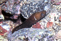 Image of Gymnothorax bacalladoi (Canary moray)