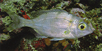 Image of Gymnocranius elongatus (Forktail large-eye bream)