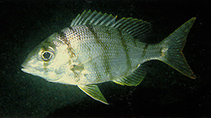 Image of Gymnocranius griseus (Grey large-eye bream)