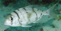 Image of Gymnocranius griseus (Grey large-eye bream)