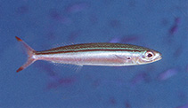 Image of Gymnocaesio gymnoptera (Slender fusilier)