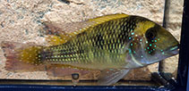 Image of Gymnogeophagus mekinos (Elongated eartheater)