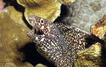 Image of Gymnothorax moringa (Spotted moray)