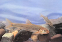 Image of Gymnocypris potanini 