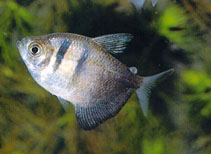 Image of Gymnocorymbus ternetzi (Black tetra)