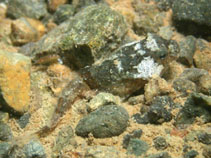 Image of Harpagifer antarcticus (Antarctic spiny plunderfish)