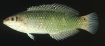 Image of Halichoeres argus (Argus wrasse)