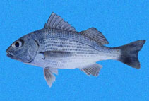 Image of Haemulopsis axillaris (Yellowstripe grunt)