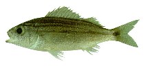 Image of Haemulon boschmae (Bronzestripe grunt)