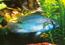 Image of Astatotilapia burtoni 