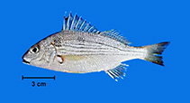 Image of Haemulopsis corvinaeformis (Roughneck grunt)