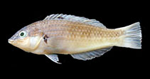 Image of Halichoeres erdmanni (Erdmann\