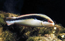 Image of Halichoeres maculipinna (Clown wrasse)