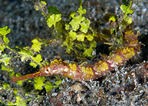 Image of Halicampus macrorhynchus (Ornate pipefish)