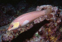 Image of Halichoeres malpelo (Malpelo wrasse)