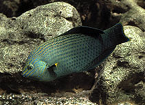 Image of Halichoeres marginatus (Dusky wrasse)