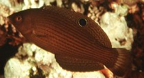 Image of Halichoeres marginatus (Dusky wrasse)