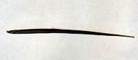 Image of Halicampus mataafae (Samoan pipefish)