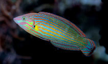 Image of Halichoeres melanurus (Tail-spot wrasse)