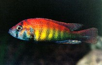 Image of Haplochromis nyererei 