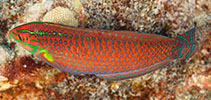 Image of Halichoeres ornatissimus (Ornamented wrasse)