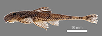 Image of Harttiella pilosa 