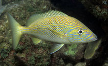 Image of Haemulon plumierii (White grunt)