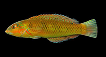 Image of Halichoeres poeyi (Blackear wrasse)