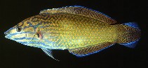 Image of Halichoeres leucurus (Greyhead wrasse)