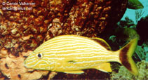 Image of Haemulon sciurus (Bluestriped grunt)