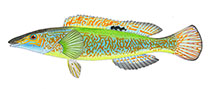 Image of Haletta semifasciata (Blue weed whiting)