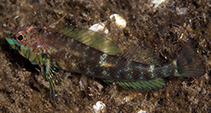 Image of Helcogramma albimacula (Whitespot triplefin)